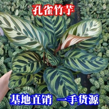 孔雀竹芋种植户直销一手货源视频照片看货放心购买长期供应