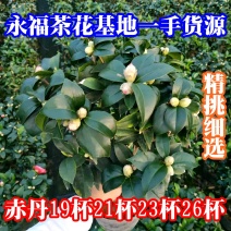 茶花20杯23杯26杯花场直销一手货源视频看货照片挑苗