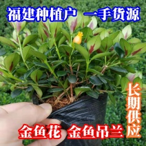 金鱼花盆栽种植户直销一手货源提供技术指导视频看货放心选苗