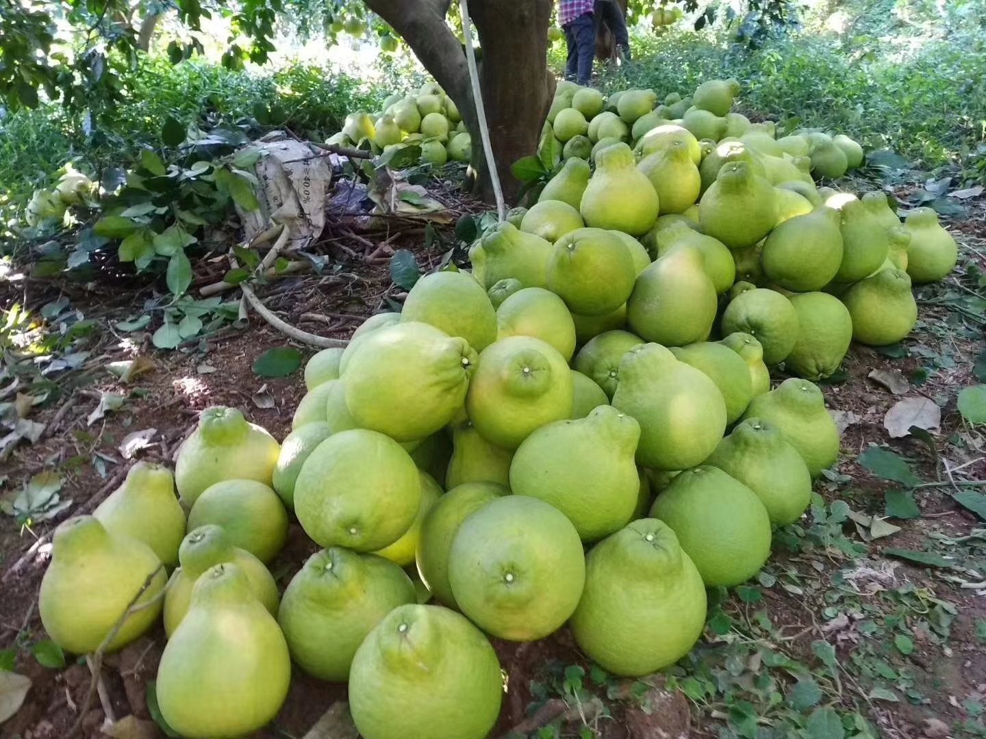 采摘南康沙田柚的果农