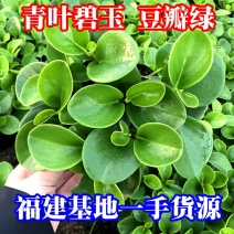 青叶碧玉豆瓣绿种植户直销一手货源视频照片看货量大长期供应