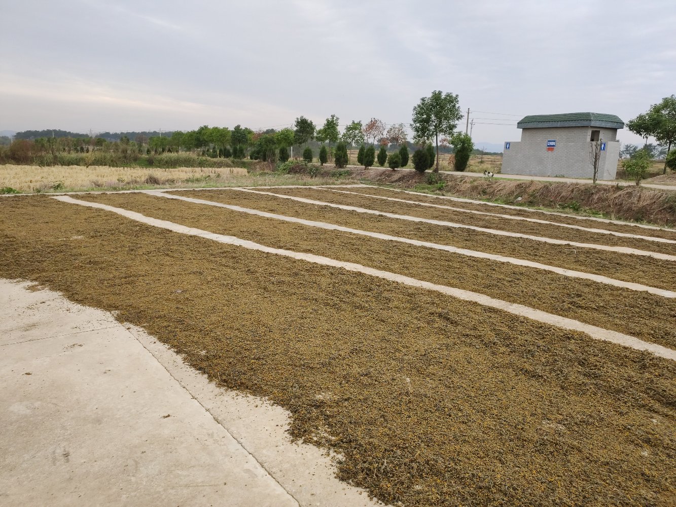 多个竹编簸箕整齐排列在阳光下,盛满金黄色的干燥黄野菊花,农民正在翻动花朵以确保均匀晾晒,背景为山区农家院落,体现传统农产品初加工场景 晾晒中的黄野菊花
