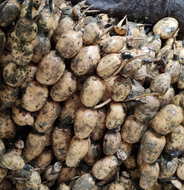 湖北莲藕3537鄂莲6号