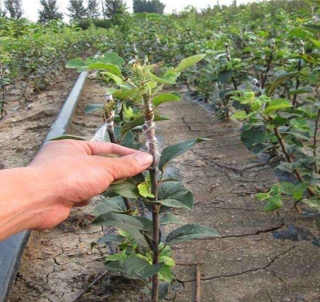 展示技术人员正在进行西瓜嫁接操作,左侧为砧木,右侧为无籽西瓜幼苗 无籽西瓜嫁接过程示意图