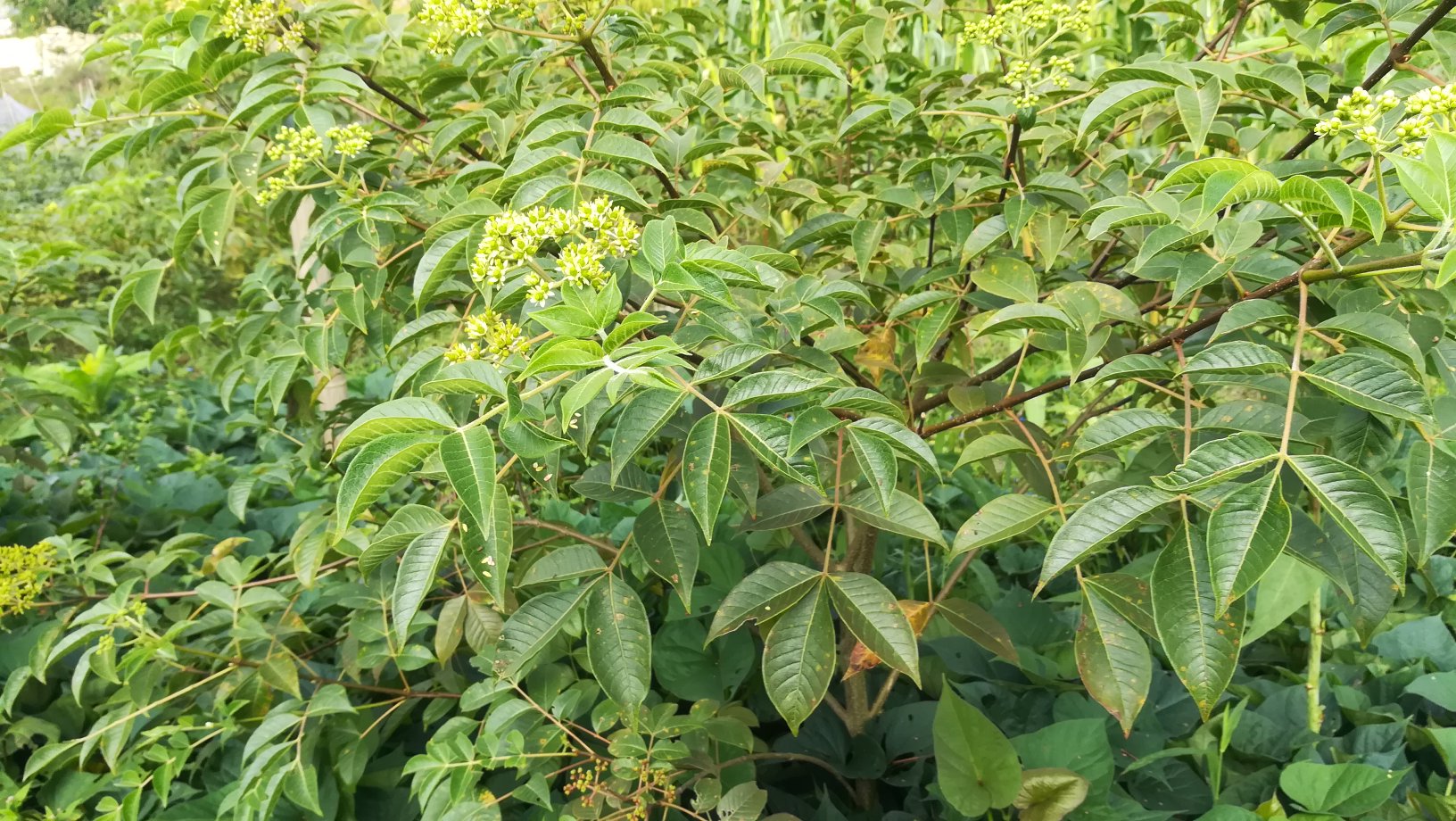 有好貨吳茱萸茶辣苗枝條正宗江西中花自產自銷