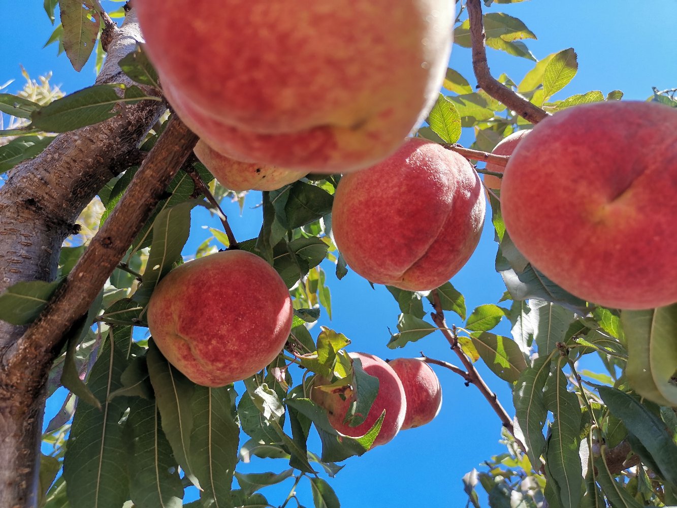汉源县高山冬桃果园航拍