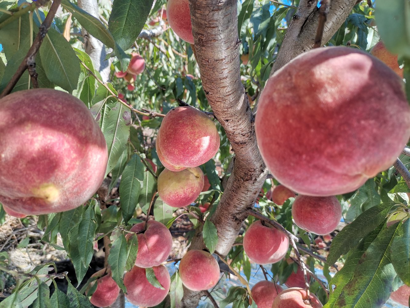 盆栽冬桃秋季挂果实景图