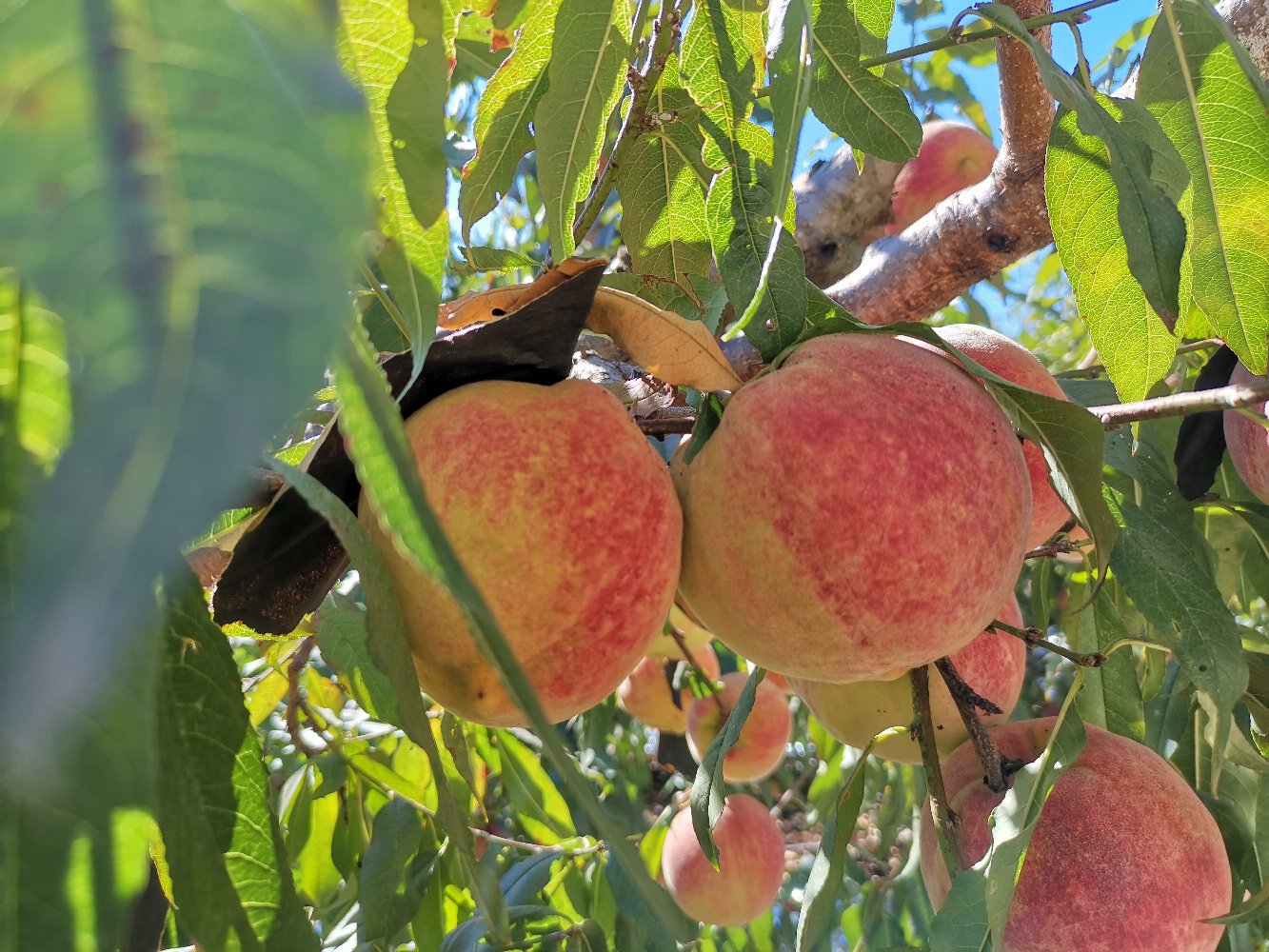 冬桃果园实景图