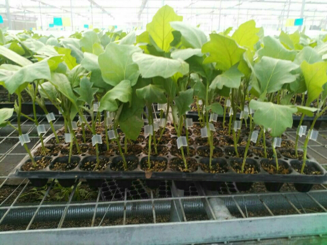 茄子侧枝扦插示意图