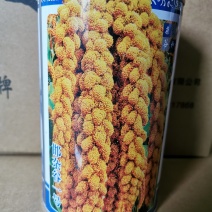 邯杂谷1号早熟高产大穗香糯小米种子谷子种子批发抗鸟