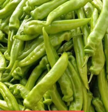 黄皮尖椒—色嫩黄口感辣,开胃