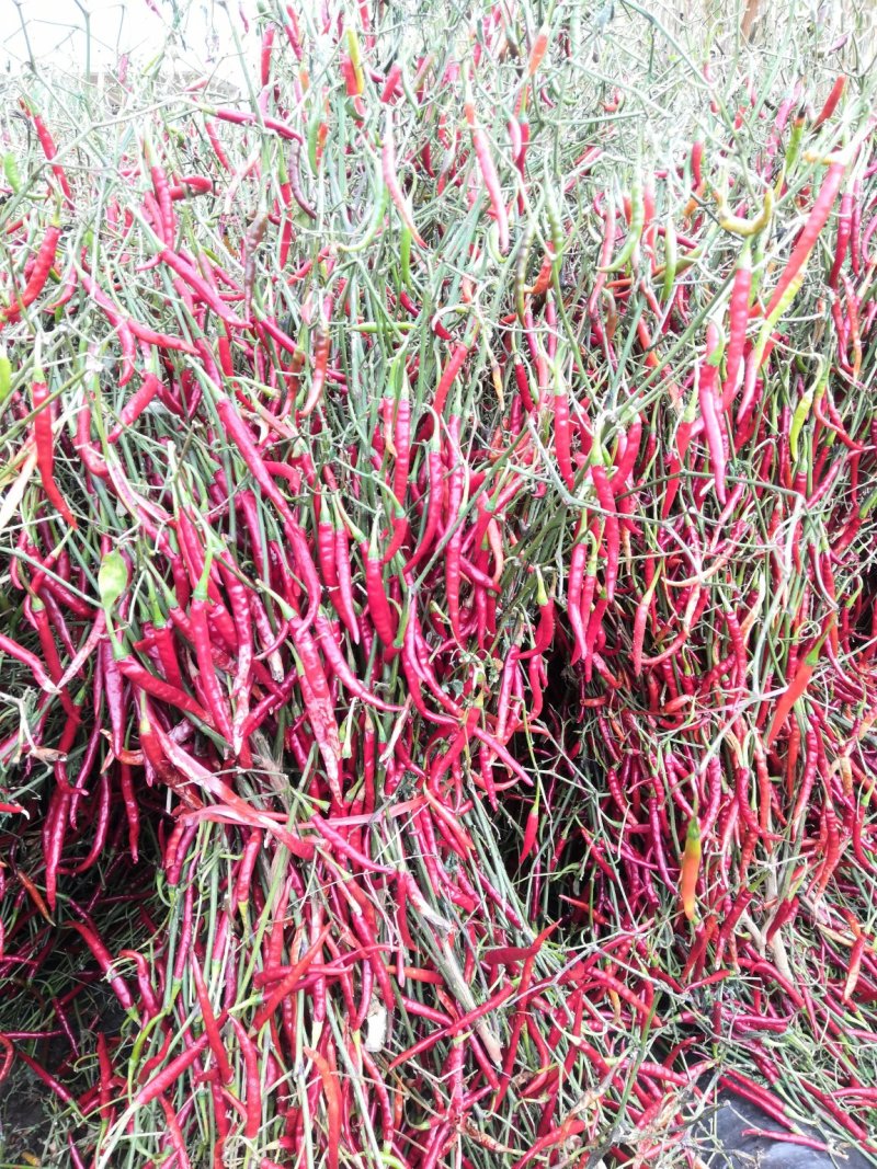 适合配菜做调料,辣椒色泽鲜艳,油