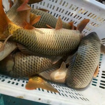 野鲤鱼2到10斤，需要的提前订，皮毛好，保质保量