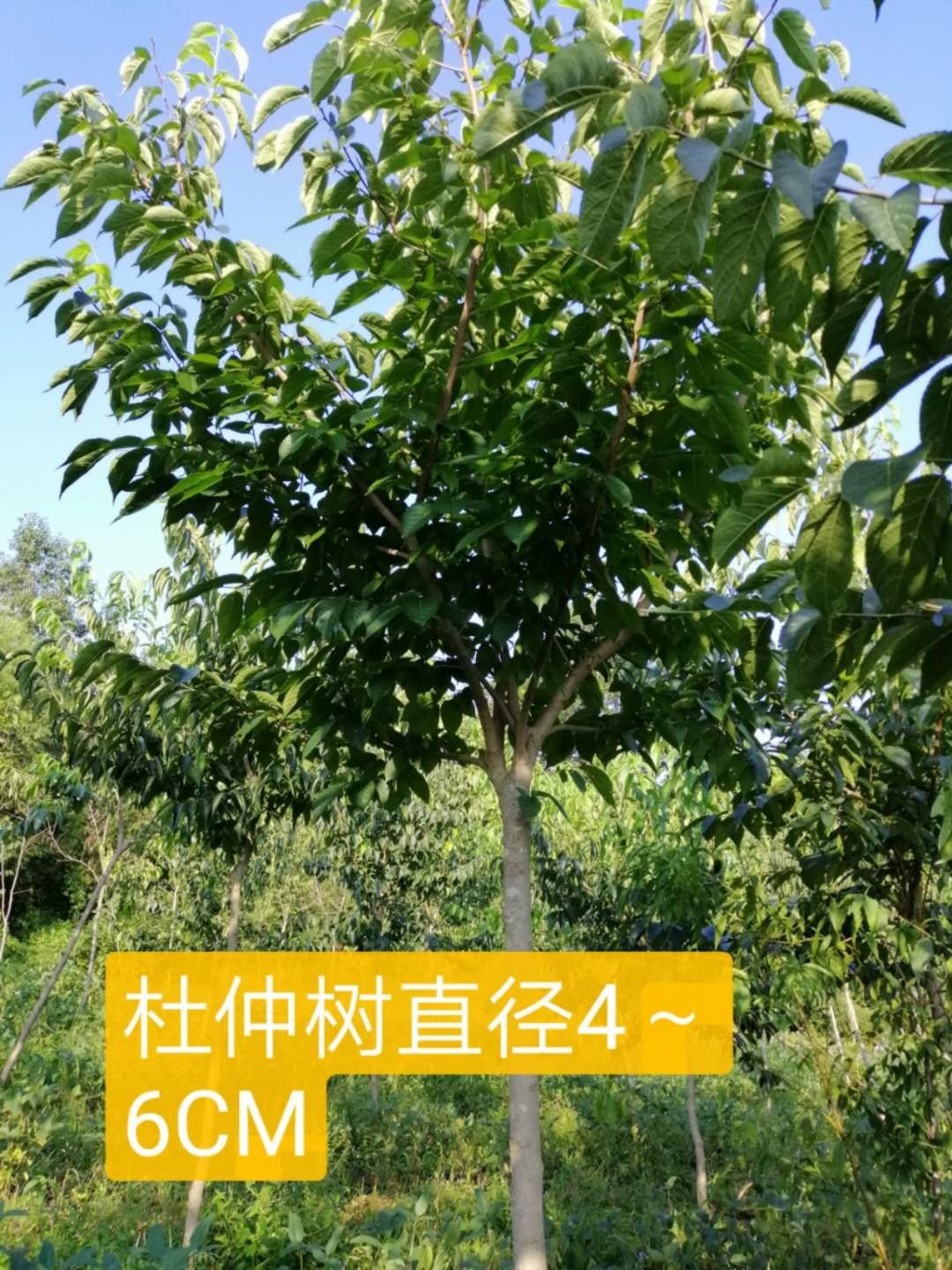 [杜仲树批发]辽宁大连庄河市杜仲树 150.00元/棵杜仲树 _ 一亩田