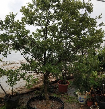 黄杨树大树形黄杨地景黄杨盆景