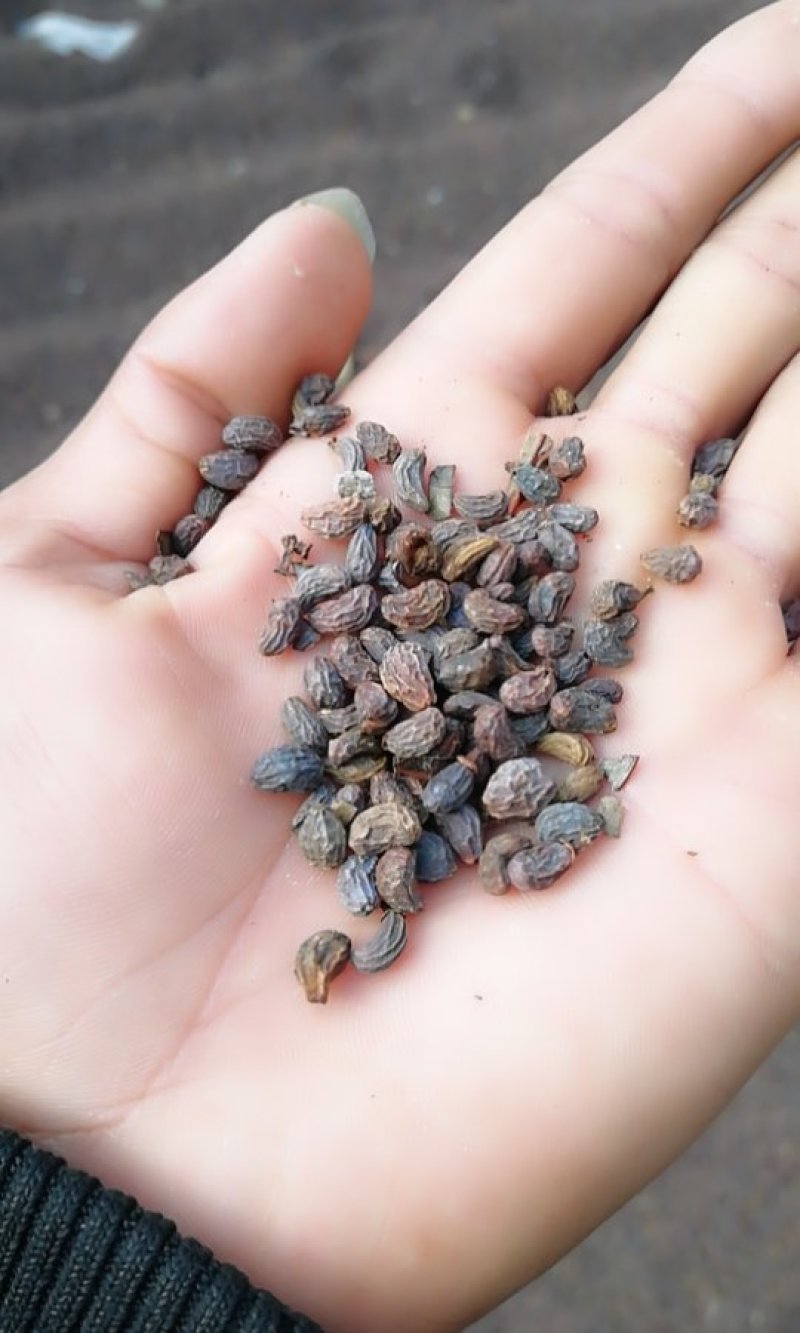 女贞子大货供应欢迎来电价格优