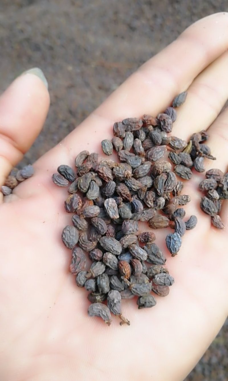 女贞子大货供应欢迎来电价格优