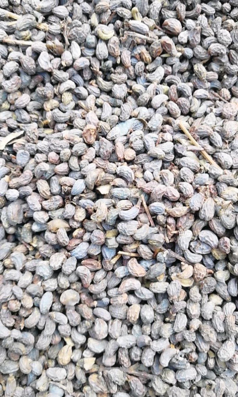 女贞子大货供应欢迎来电价格优