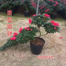 造型比利时杜鹃悬崖游龙招财进宝四季开花