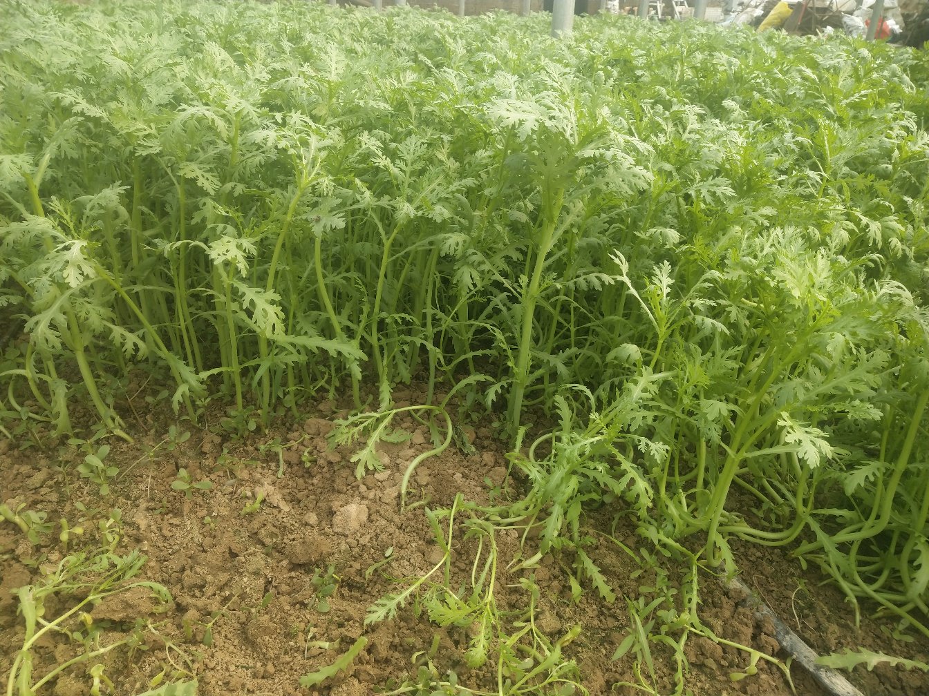 香蒿植株,叶片细长,散发浓郁香气 香蒿植株,叶片细长,散发浓郁香气