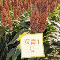 河北汉青种业厂家直销汉青1号杂交高粱种子