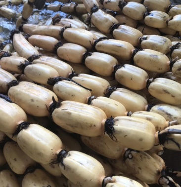 湖北精品田藕,供货周期长