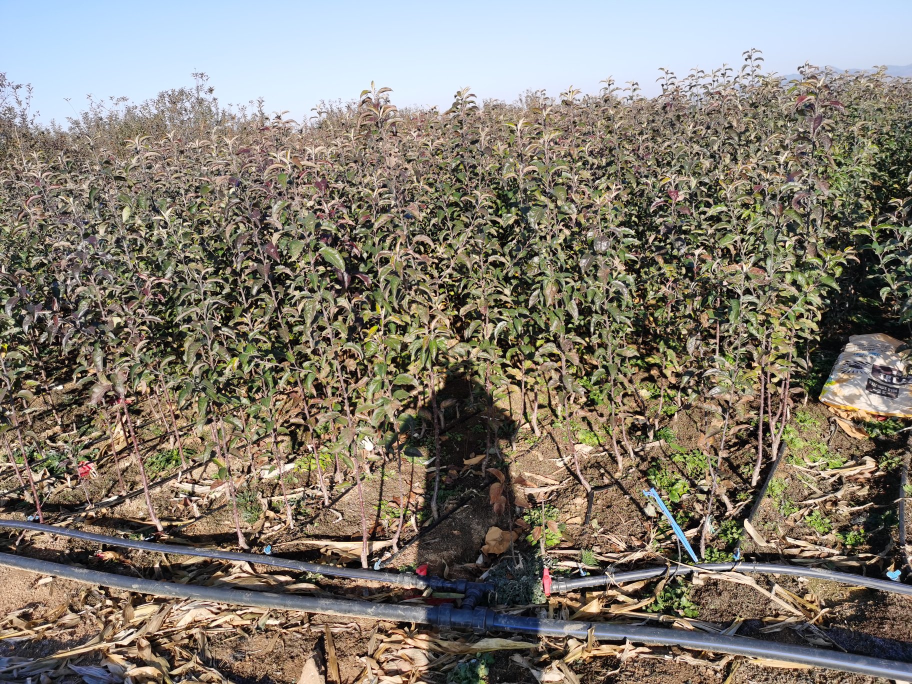 甘肃红元帅苹果种植园实景,展示果园管理与自然环境 甘肃苹果种植园