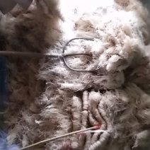 正宗红薯粉
