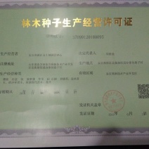 大红袍花椒种子花椒种子当年的花椒种子发芽率高