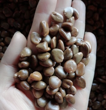 黑老虎种子粉红紫黑品种出芽率高,黑老虎种子批发零售