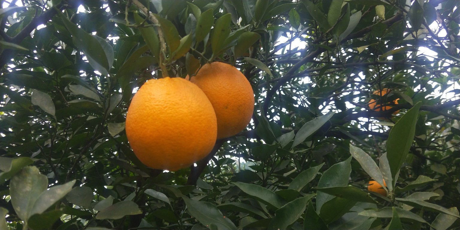 金堂脐橙夏季修剪现场