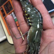 越南加工厂直销野生黑虎虾品质保证