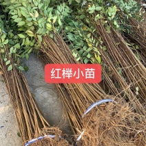 0.3元一棵，榉树小苗，红榉小苗，榉树，基地现挖，自家苗