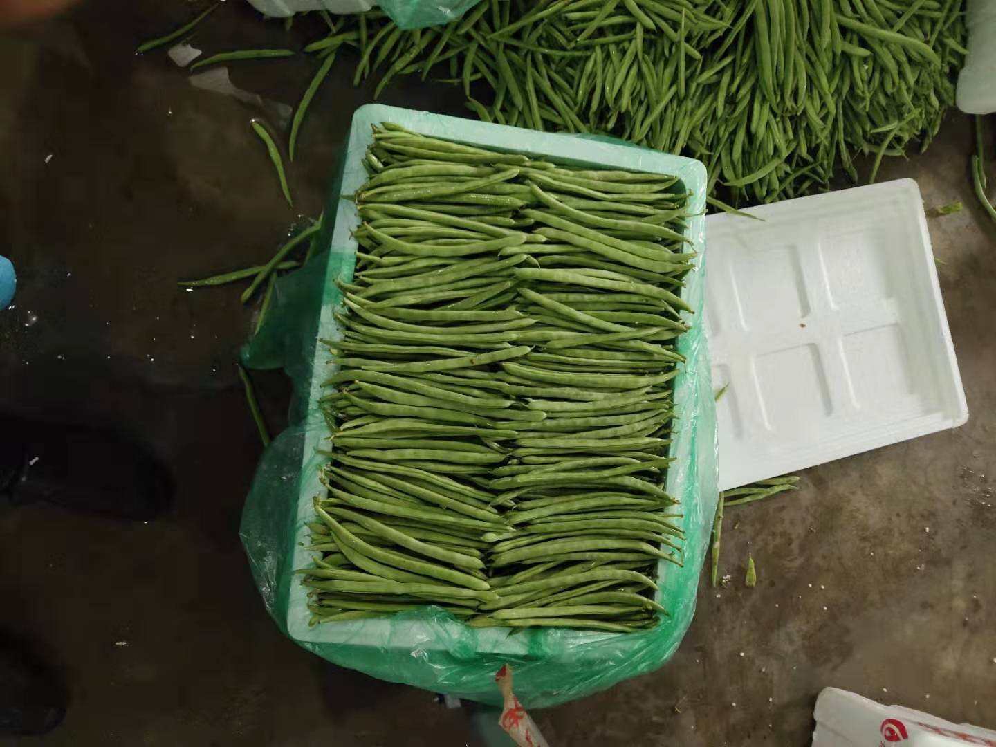 家庭厨房中四季豆的正确储存方法示意图