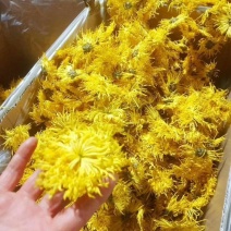 无虫无黑心金丝皇菊