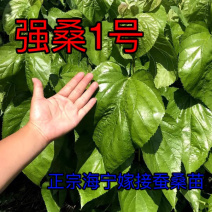 蚕桑苗强桑1号，叶子大产量高