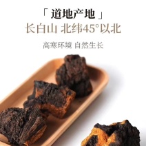 长白山野生20年生桦树茸一斤起卖包邮产地直供当天发货