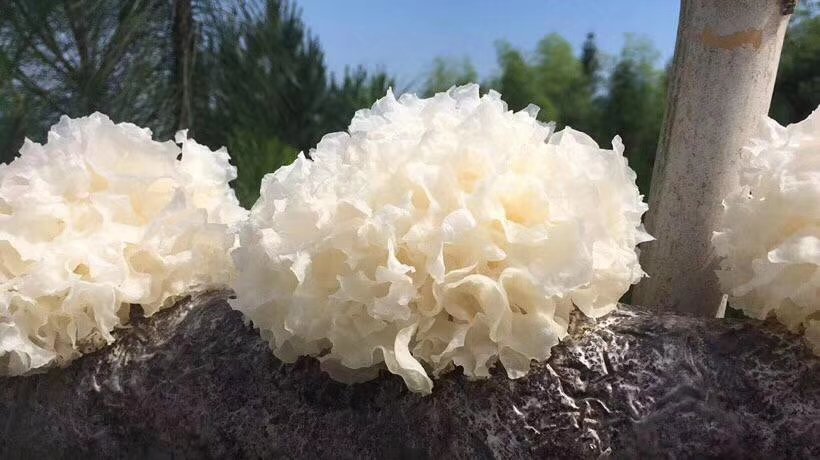 一位身着蓝色工作服的农民蹲在林间,小心翼翼地用手从一根布满白色菌丝的椴木上摘下新鲜的银耳,银耳呈半透明乳白色,形如菊花绽放,背景是茂密的阔叶林和堆放整齐的其他椴木,地面铺满松针和落叶 长白山农户正在手工采摘椴木上的新鲜银耳