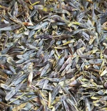 板蓝根种子纯新小子中药材