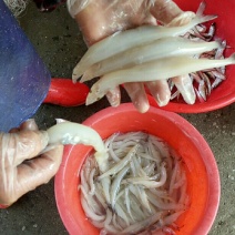 宿迁骆马湖野生大鲫鱼大量供应