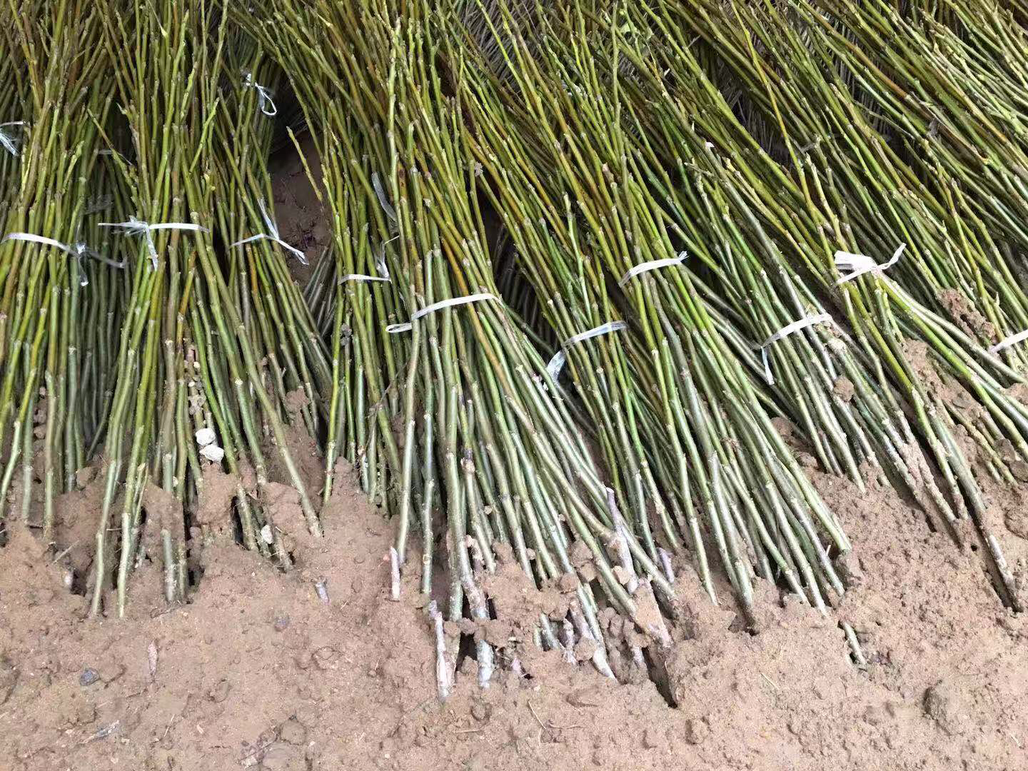 核桃苗定植过程图