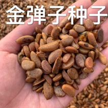 金弹子种子盆景树种子乌柿