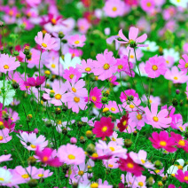 波斯菊花种子格桑花种籽四季开花易活庭院野花组合