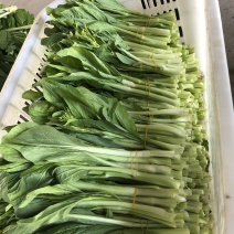 出售新鲜采摘白菜苔红菜苔