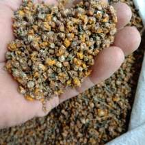 药用菊花
