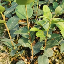 油茶苗长林系列颗裸根苗10-20Cm高产嫁接大果皮薄