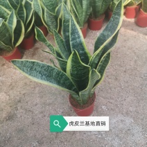 虎皮兰，基地直销，品种齐全，基地批发价，不包邮
