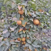 尚长河金果梨梨树栽种三年结梨大果密