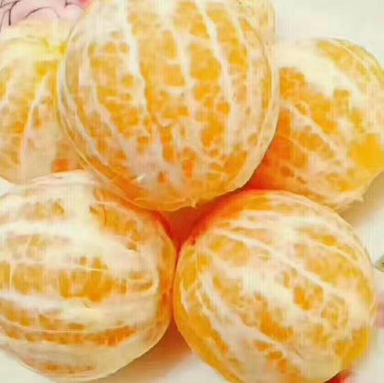 冰糖橙成熟果实特写
