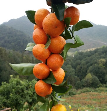 广西靖西市高山地形的沙糖桔